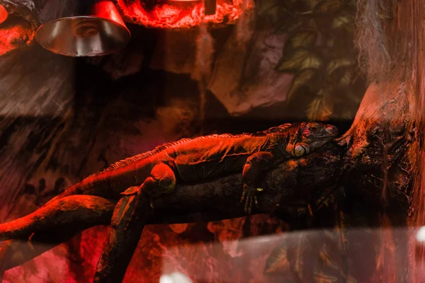 Caméléon couché sur un arbre en terrarium avec éclairage rouge — Photo de stock