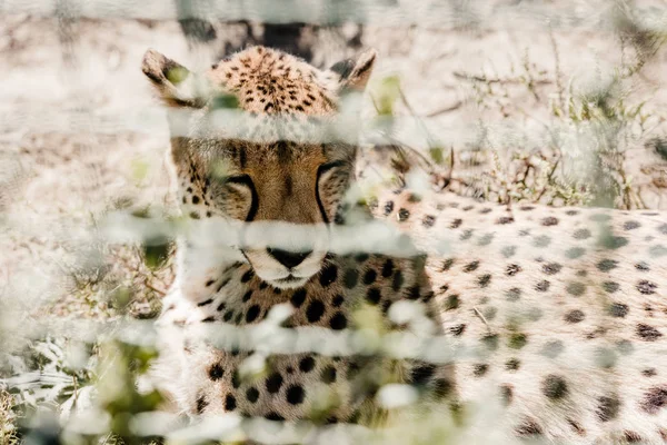 Foco seletivo de leopardo descansando na grama perto da gaiola — Fotografia de Stock