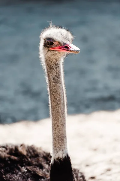 Ostrich with long neck standing outside in zoo — Stock Photo