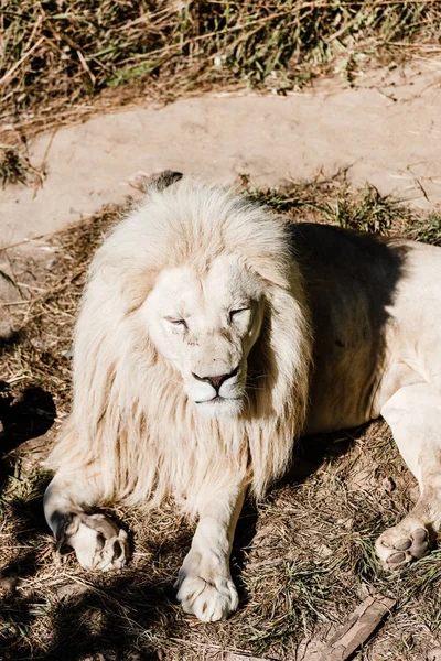 Dangerous white lion lying on ground near grass outside — Stock Photo