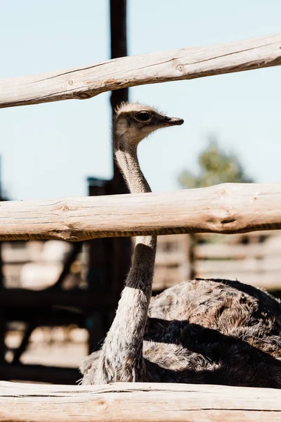 Selective focus of ostrich with long neck standing near fence — Stock Photo