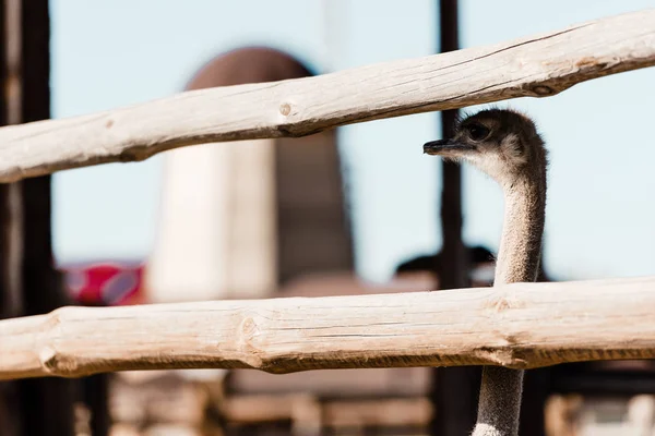 Selektiver Fokus von Strauß mit langem Hals, der in der Nähe von Holzzaun steht — Stockfoto