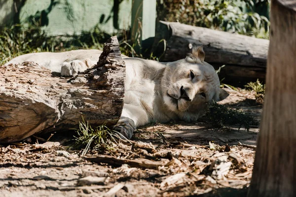 Lionne reposant près d'une clôture en bois à l'extérieur — Photo de stock