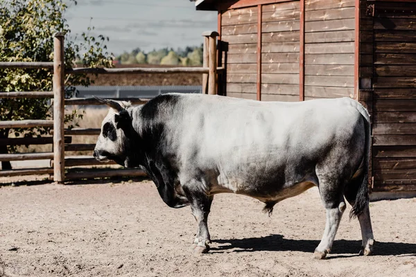 Toro blanco y negro parado afuera en el zoológico - foto de stock