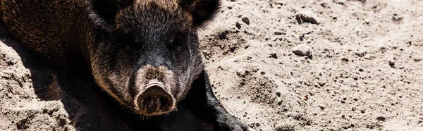 Panoramic shot of pig lying on sand in zoo — Stock Photo