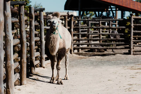 Selective focus of cute camel walking near wooden fence in zoo — Stock Photo