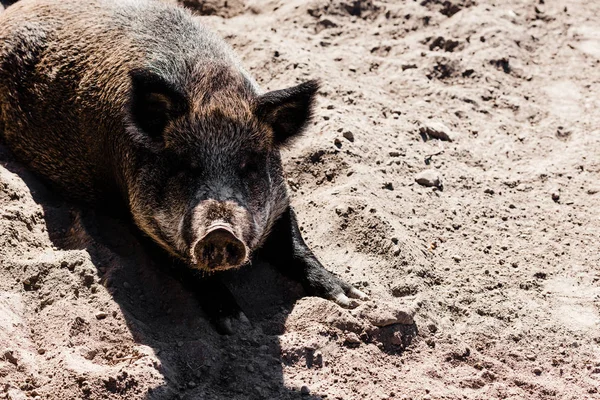 Porco deitado na areia no zoológico — Fotografia de Stock