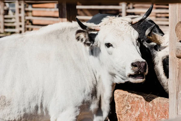 Taureaux blancs debout dehors dans le zoo — Photo de stock