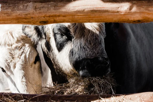 Вибірковий фокус бика, що їсть сіно біля дерев'яного паркану — стокове фото