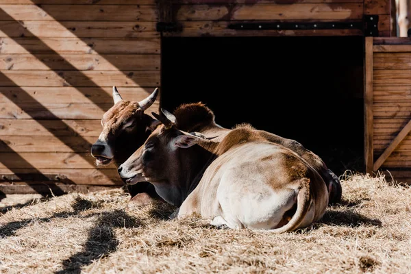 Sunlight on bulls resting on hay — Stock Photo