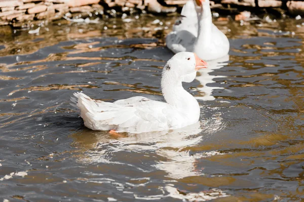 Selective focus of white ducks swimming in pond — Stock Photo