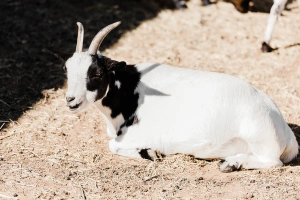 Cute goat lying on hay outside — Stock Photo