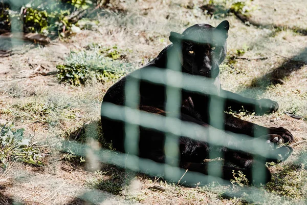 Selective focus of black puma lying near cage in zoo — Stock Photo