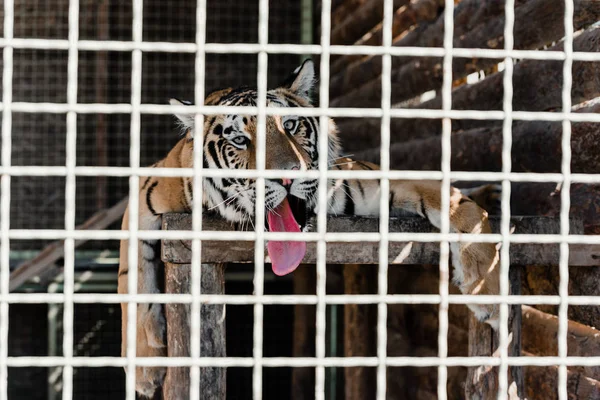 Selektiver Fokus des im Käfig liegenden Tigers — Stockfoto