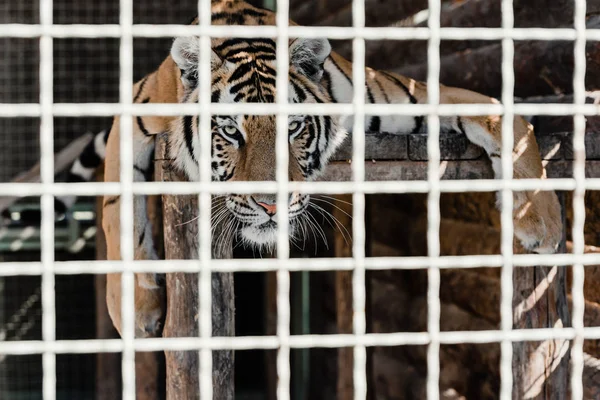 Enfoque selectivo de tigre peligroso acostado en la jaula - foto de stock