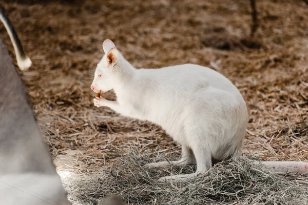 Enfoque selectivo de lindo canguro comer nuez nutritiva en el zoológico - foto de stock