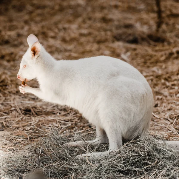 Mignon petit kangourou manger savoureux noix dans zoo — Photo de stock