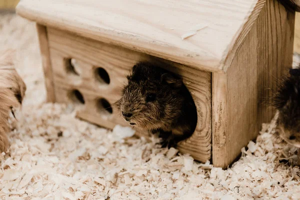 Foco seletivo de pequenos hamsters fofos — Fotografia de Stock