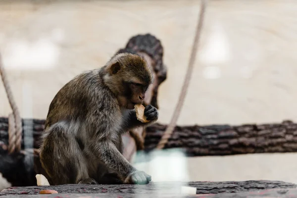 Enfoque selectivo de mono lindo comer galletas en el zoológico - foto de stock