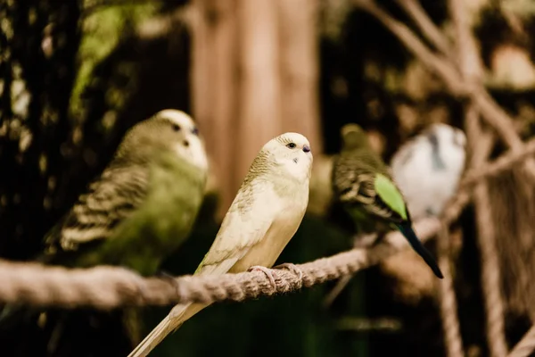 Foco seletivo de papagaios sentados em gaiola metálica no zoológico — Fotografia de Stock