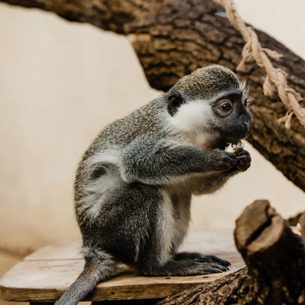 Selective focus of cute monkey eating delicious potato — Stock Photo
