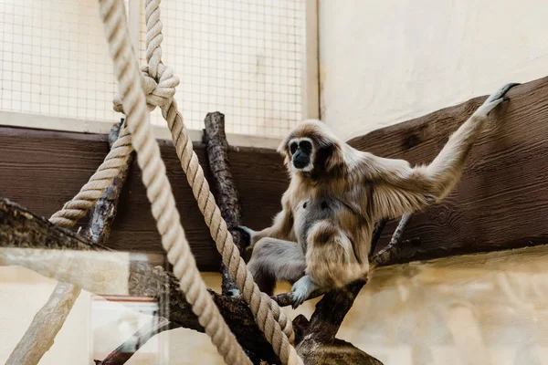 Selective focus of monkey sitting on wooden log near ropes — Stock Photo