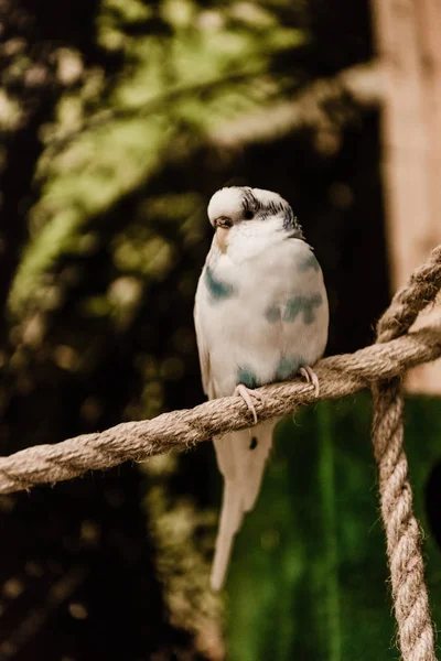 Foco selectivo de loro sentado en la cuerda - foto de stock