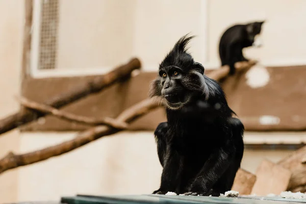 Enfoque selectivo de mono negro sentado en el zoológico - foto de stock