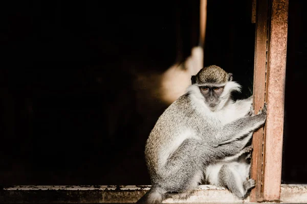 Lindo y pequeño chimpancé sentado en el zoológico - foto de stock
