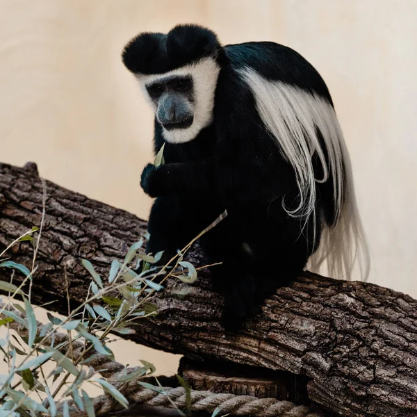 Foco seletivo de macaco preto e branco sentado na árvore perto da planta — Fotografia de Stock