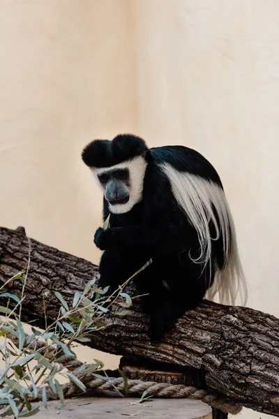 Enfoque selectivo de mono blanco y negro sentado en el árbol cerca de la planta verde - foto de stock