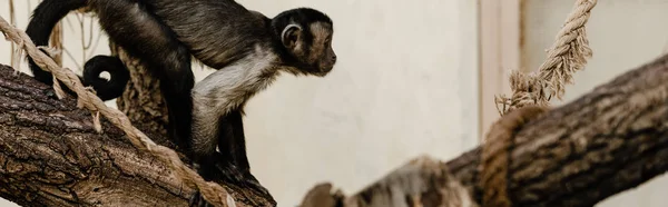 Plano panorámico de mono lindo sentado en tronco de madera - foto de stock