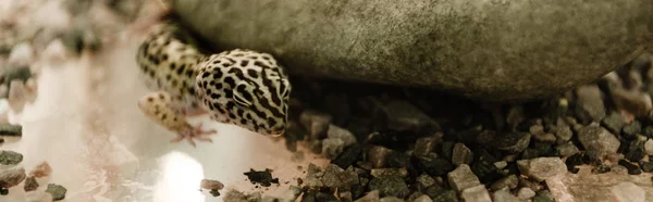 Panoramaaufnahme einer Eidechse in der Nähe von Felsen im Terrarium — Stockfoto