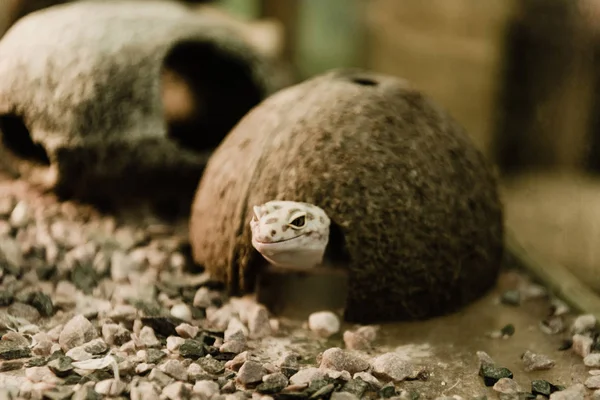 Foco seletivo de réptil perto de casca de coco e pedras — Fotografia de Stock