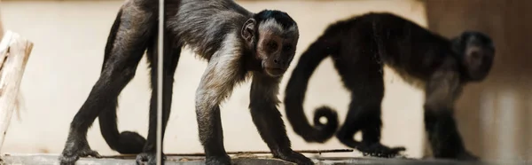 Colpo panoramico di adorabili scimmie nello zoo — Foto stock