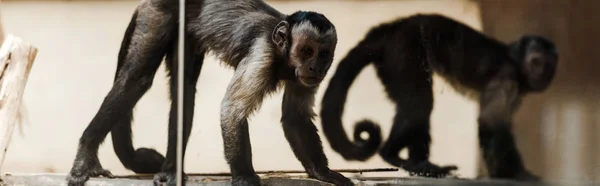 Tiro panorámico de monos adorables en el zoológico - foto de stock