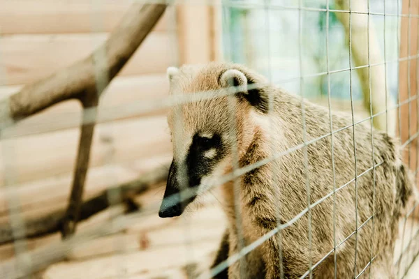 Selective focus of cute nasua in cage — Stock Photo