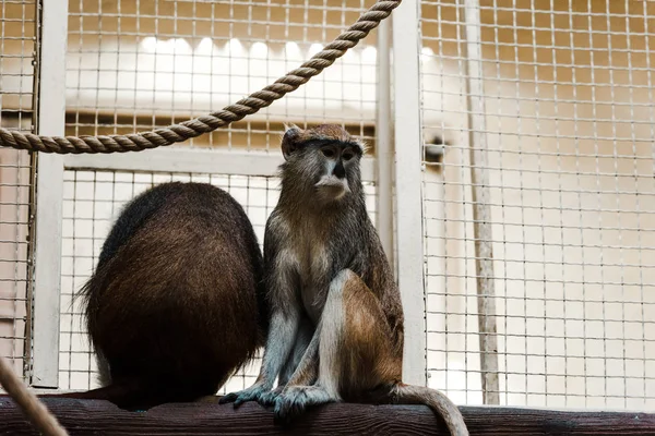 Foco seletivo de macacos sentados em tronco de madeira perto de corda e gaiola — Stock Photo