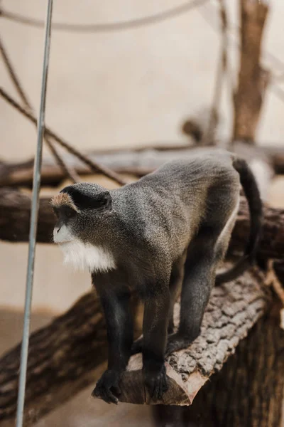 Selective focus of monkey near ropes sitting on wooden log — Stock Photo