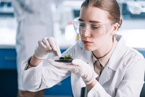 Selective focus of attractive biochemist touching green plant — Stock Photo