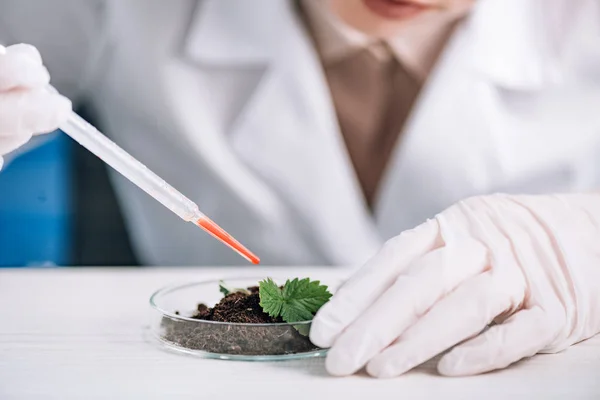 Vista cortada de bioquímico segurando pipeta perto de planta verde — Fotografia de Stock