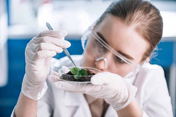 Attractive biochemist in goggles holding tweezers near green plant — Stock Photo