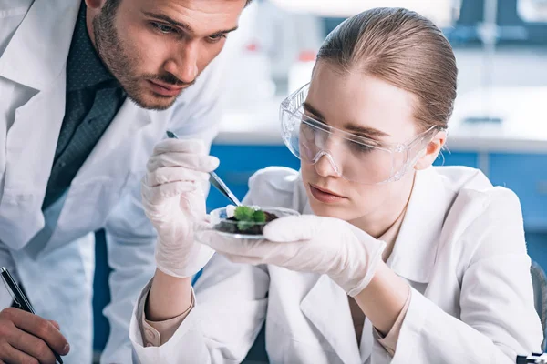 Biochemist in goggles holding tweezers near green plant and coworker — Stock Photo