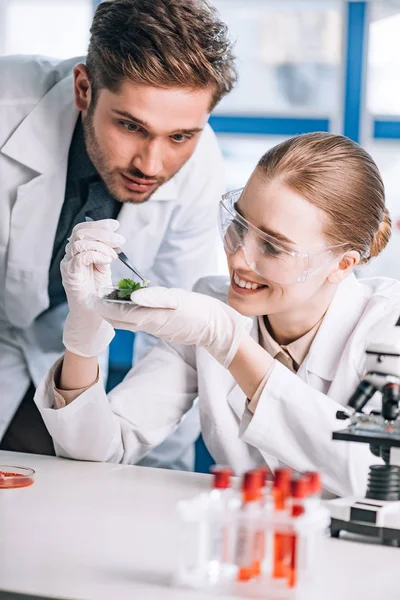 Selective focus of happy biochemist in goggles holding tweezers near green plant and coworker — Stock Photo