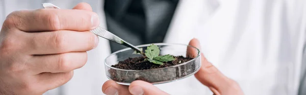 Panoramic shot of biochemist holding glass sample with ground and small plant — Stock Photo