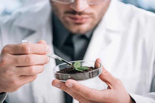 Cropped view of biochemist holding glass sample with ground and small plant — Stock Photo