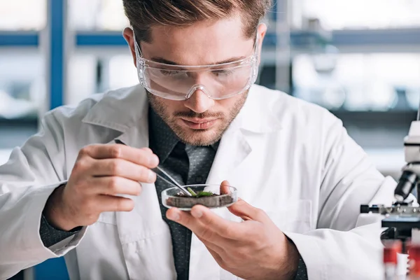 Beau biochimiste tenant échantillon de verre avec moulu et petite plante — Photo de stock
