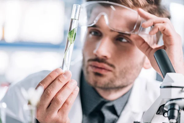 Selective focus of handsome biochemist touching goggles and looking a test tube with green plant — Stock Photo