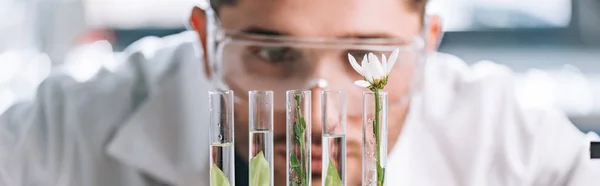 Panoramic shot of handsome biochemist looking a test tubes with green plants — Stock Photo
