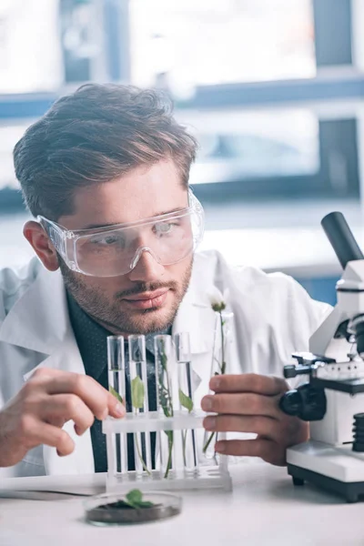 Selektiver Fokus des bärtigen Biochemikers, der ein Reagenzglas mit grünen Pflanzen in der Nähe des Mikroskops betrachtet — Stockfoto